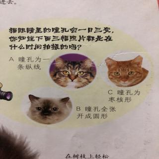 猫—百科小知识