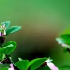 武陵春/咏茶  吴婷芬