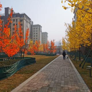 《小路已成大道》文 王茹  诵  雪花飘飘