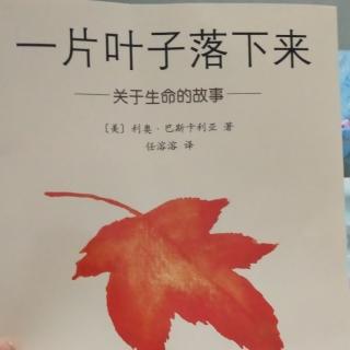 37一片叶子落下来🍁