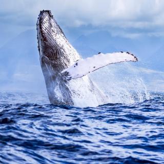 助眠的打呼噜声