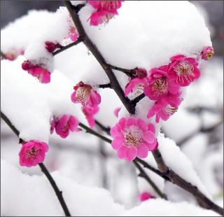 花儿兀自开/田庆华