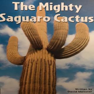 The Mighty Saguaro Cactus