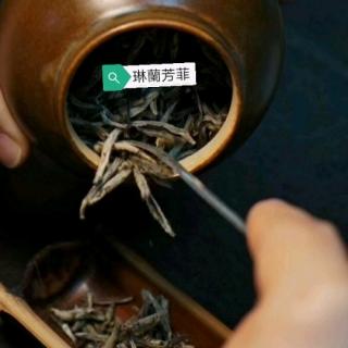 彩雲繞梁聞香至  白茶之白毫銀針知識