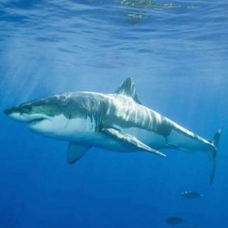 《探访动物的世界》海洋杀手:大白鲨