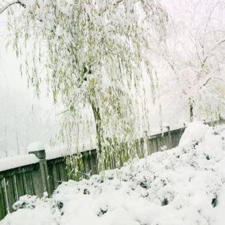 《第一场雪》节选作者俊青