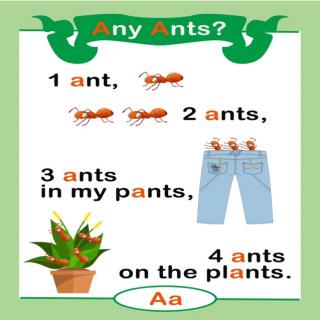 Any ants？