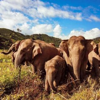 《探访动物的世界》亚洲巨无霸:亚洲象