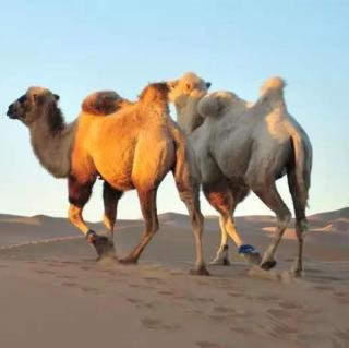 《探访动物的世界》沙漠之舟:骆驼