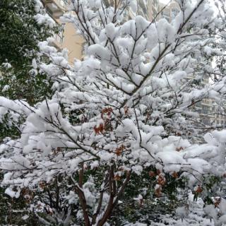 雪花飘飘年来到/高春光