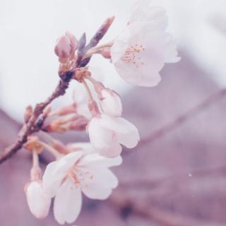 除了春天爱情和樱花（英语版）——黑崎子