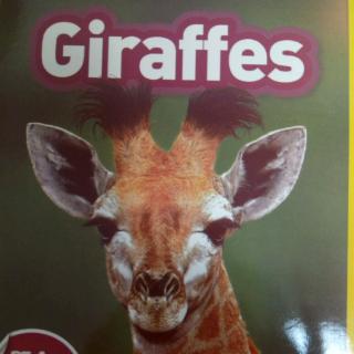 09 Giraffes