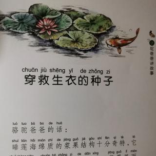 骆驼爸爸讲故事～1穿救生衣的种子