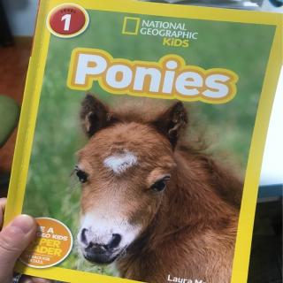 Ponies - Part. 1