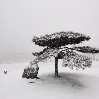 雪花飞