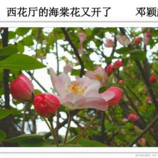 《西花厅的海棠花》节选 作者邓颖超