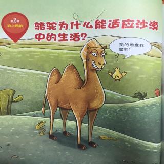 骆驼🐫为什么能适应沙漠中的生活？-20200109