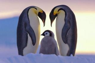 上帝为什么与企鹅过不去