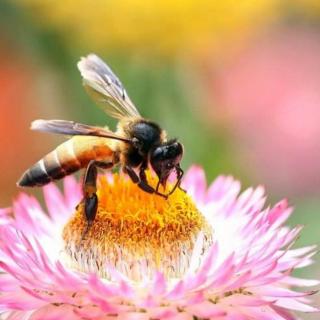 《探访动物的世界》勤劳的采蜜匠:蜜蜂