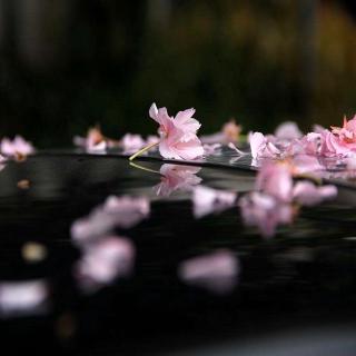 《那场雨，切碎了生活的平仄》作者清瘦的雨  诵读远方