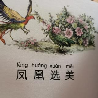 凤凰选美