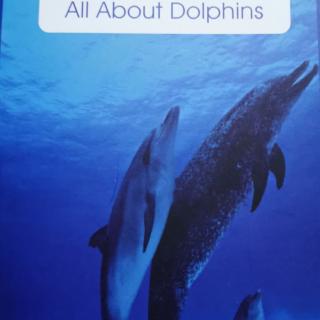 All About Dolphins