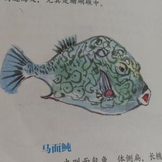 神奇海洋动物介绍1——马面魨