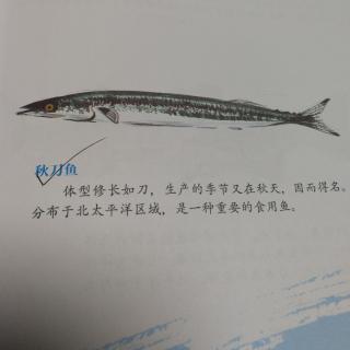 神奇海洋动物介绍3——秋刀鱼