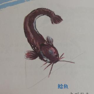 神奇海洋动物介绍4——鲶鱼