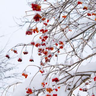 雪月花时最忆君 - 糖果不丢