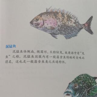 神奇海洋动物介绍6——泥猛鱼