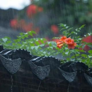 今夜，风动帘，雨敲窗      文/桃园野菊