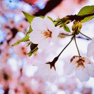 Cheery Blossoms🌸