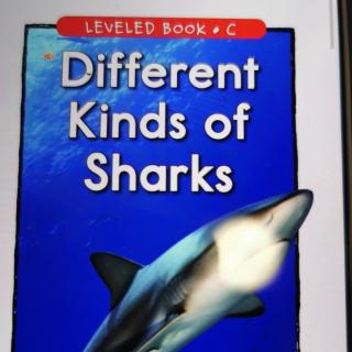 Day1Different kinds of sharks