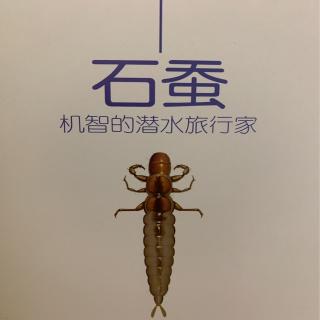 法布尔昆虫记--石蚕