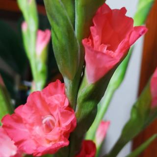 一个人也可以有故事 - 春泥护花