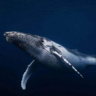 《探访动物的世界》海洋歌唱家:座头鲸