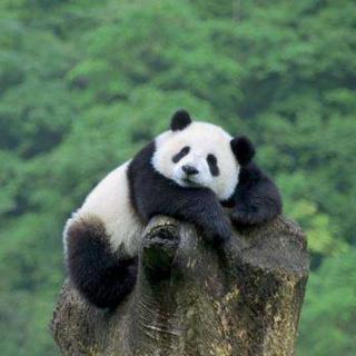 《探访动物的世界》中国国宝:大熊猫