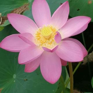 李青辰—守株待兔