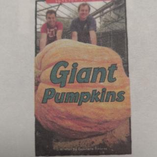 Giant Pumpkins