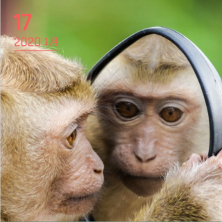 笨老撕每日一句 | 歇后语：两只猴子的故事 20200117