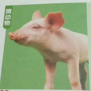 猜动物，谜底:🐖