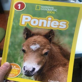 Ponies - Part. 2