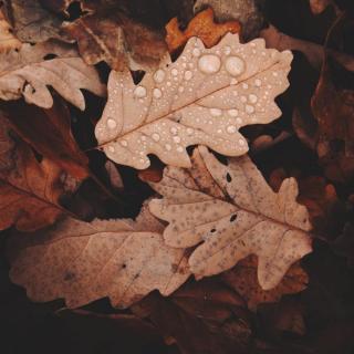 秋天的雨 - 白诗华