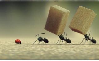 奔走的蚂蚁