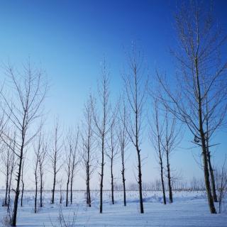 《林中雪地的寂静中》-（俄）曼德尔施塔姆