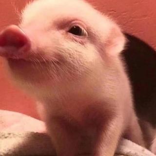 诗经,豳风,伐柯