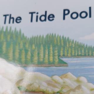 The  tide  pool