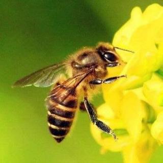 蜜蜂启示录