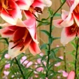 1月18日英语阅读